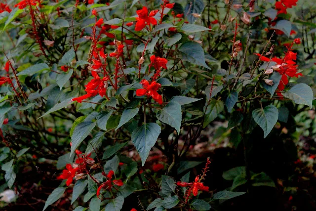 Flores rojas en plantas con hojas verdes