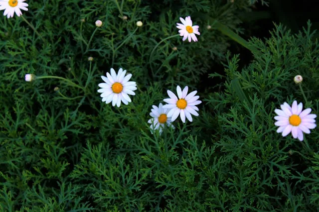 Flores de margaritas.