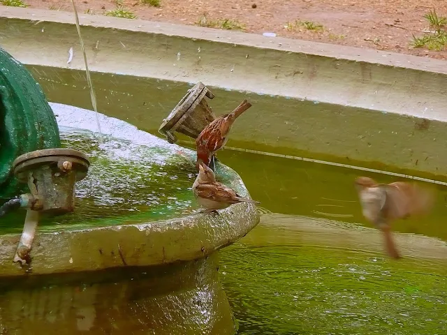 Pájaros bebiendo en una fuente de agua.