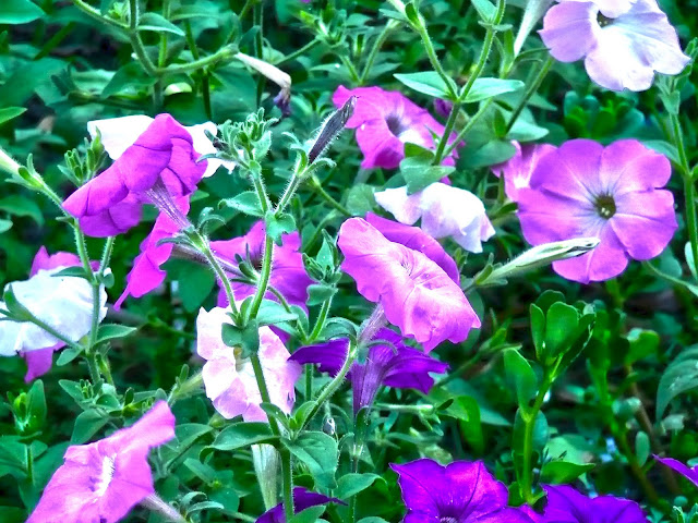 Belleza en flor.®FOTOS SIN PORQUE Flores