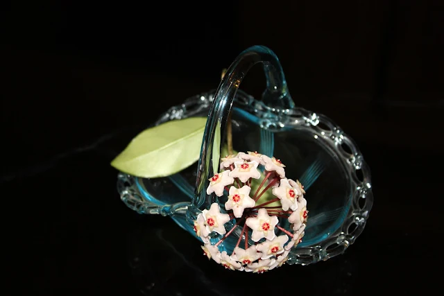 Flores de Clepia en una canasta de cristal.