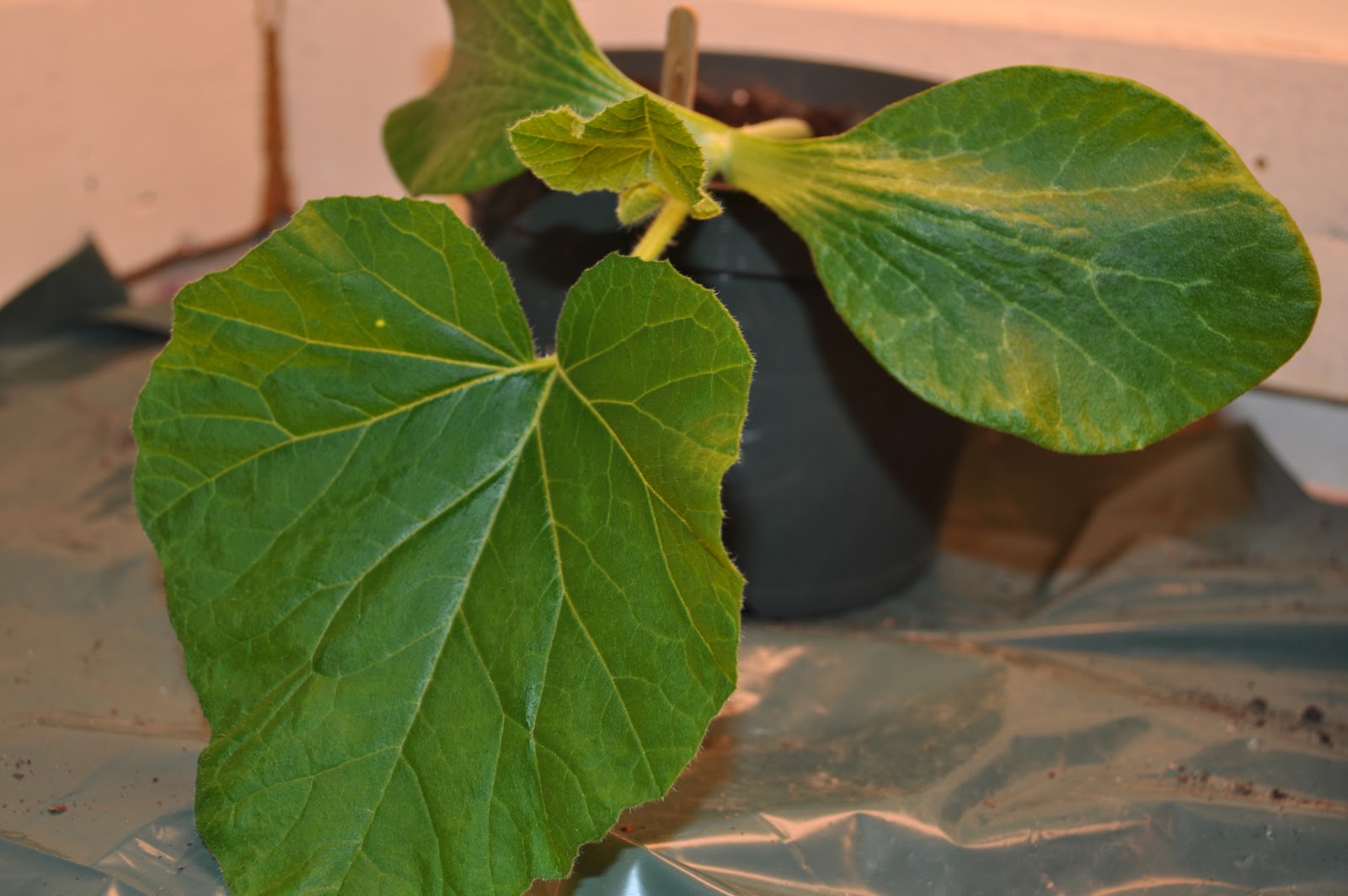 Little House Witch: Life Cycle of a Pumpkin Plant