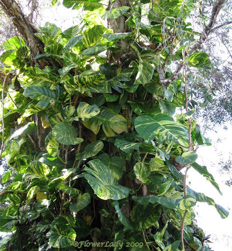 [10-29-golden-pathos6.jpg]