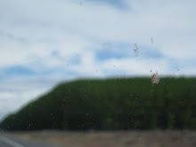 A Fine-looking bug splatter