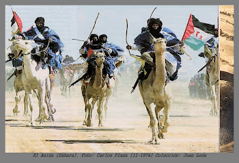 Curiosa carrera de camellos, antes de la marcha verde