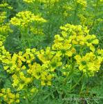 [ahmet-maranki-sedef-otu-ile-ilgili-anlatiyor-496.jpg]