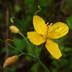 [kırlangıçotu.jpeg]