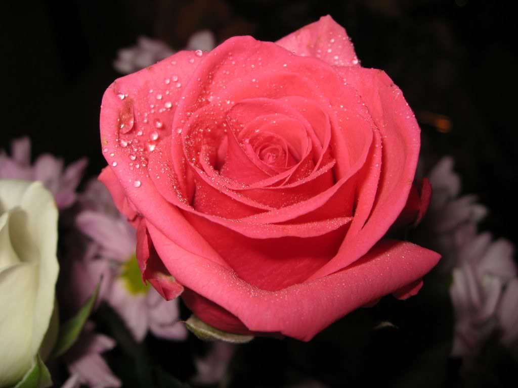 http://3.bp.blogspot.com/_FVTMS4Lvry0/TRQRMfnXgXI/AAAAAAAAACw/CsemtlKfjBM/s1600/roses-wallpaper-roses-bouquets4470.jpg