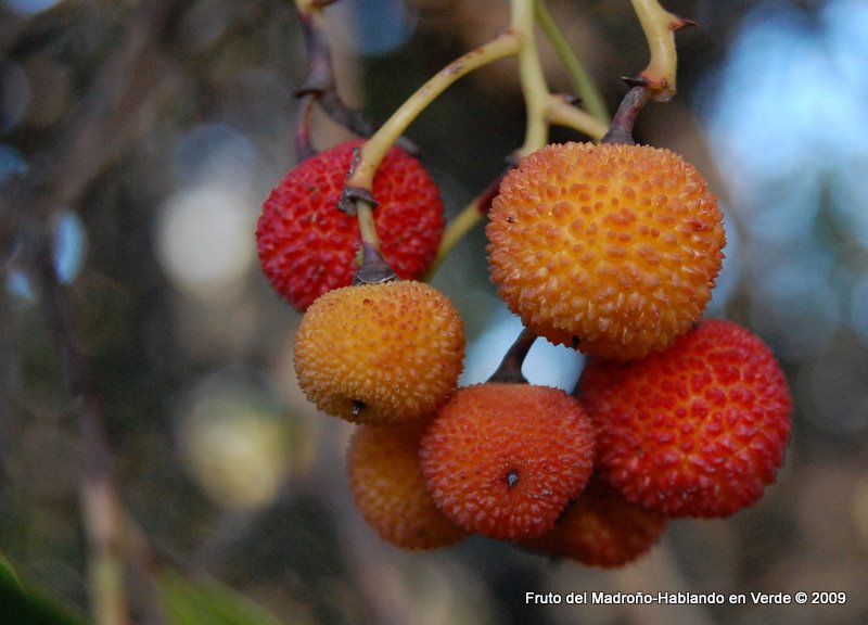 Hablando en verde: noviembre 2009