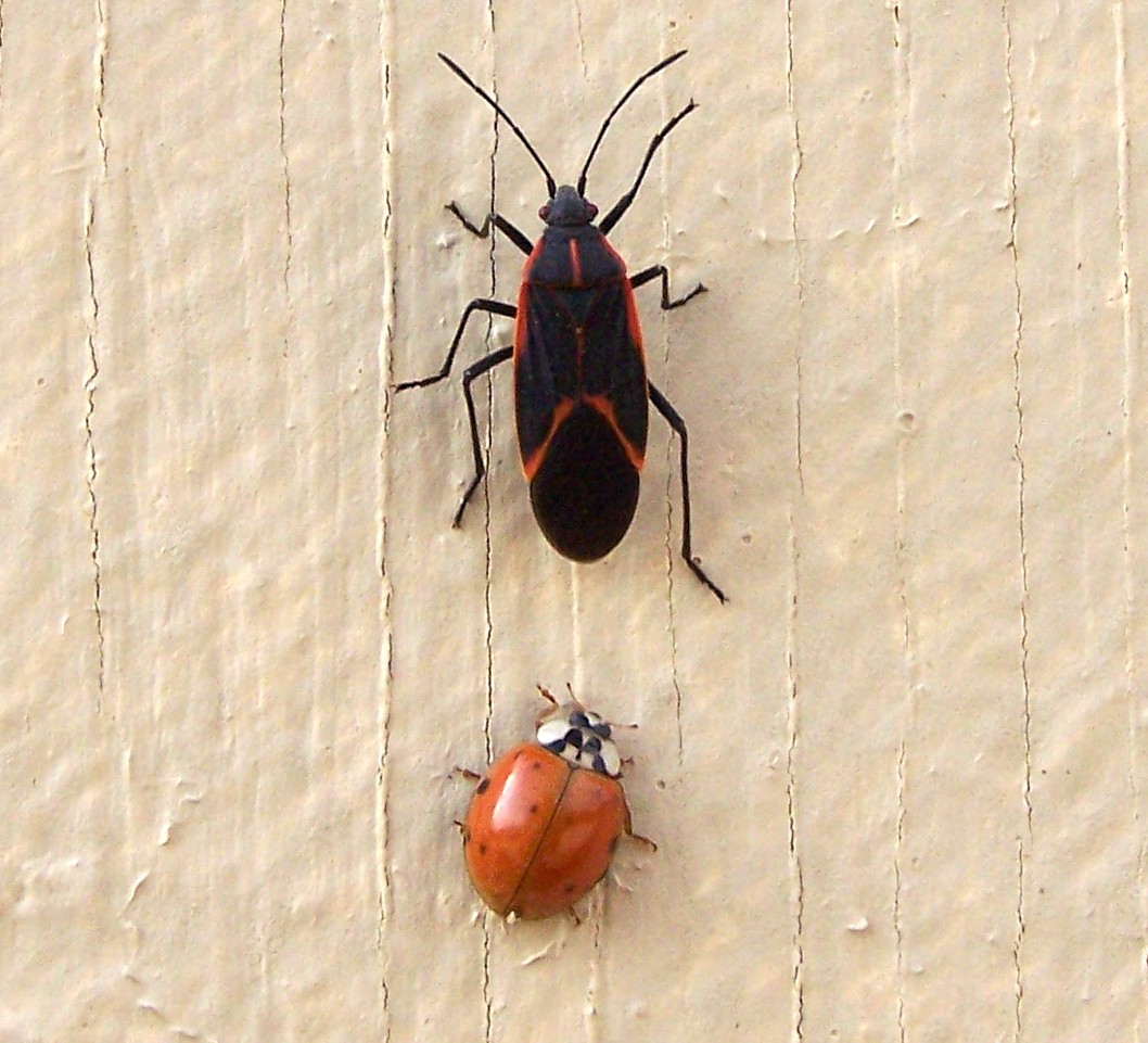 NATURE NOTES September 2010