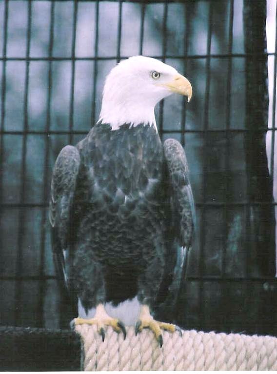 [Eagle1[1].jpg]