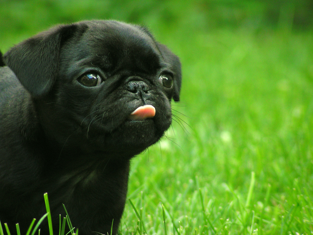 pug-pictures-photograph-brutal-scuitchy-pugs