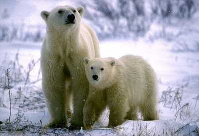 osos-polares.jpg