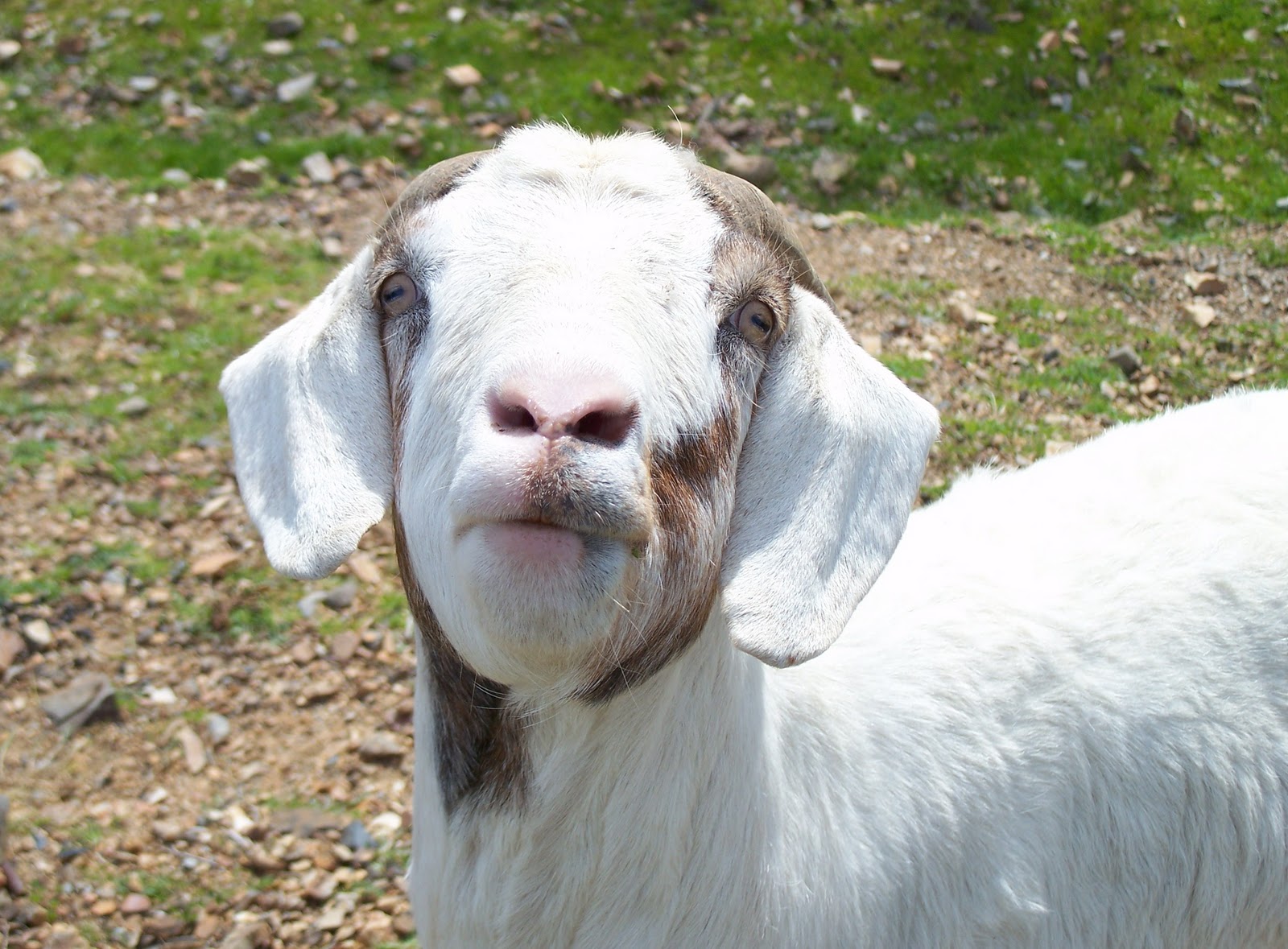 Escape is Possible Stinkin' Goats