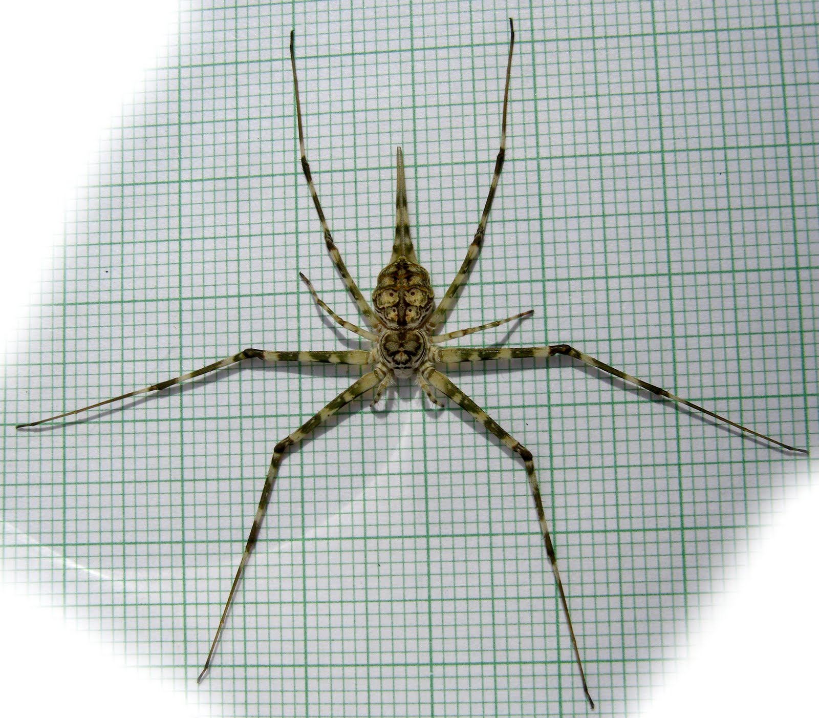 Exploring the Endangered Wonders Spiders on tree trunks