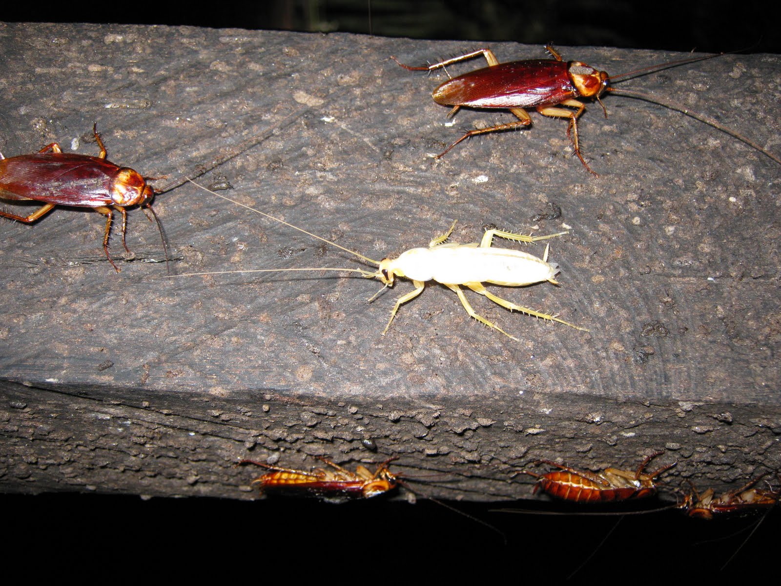 Тараканы: фото, виды (белые, американские, мраморные, домашние и другие), скольк