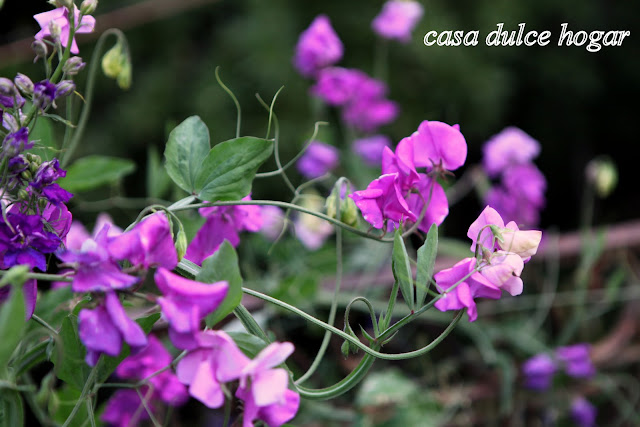 casa dulce hogar: Flores de mi jardín y un regalo