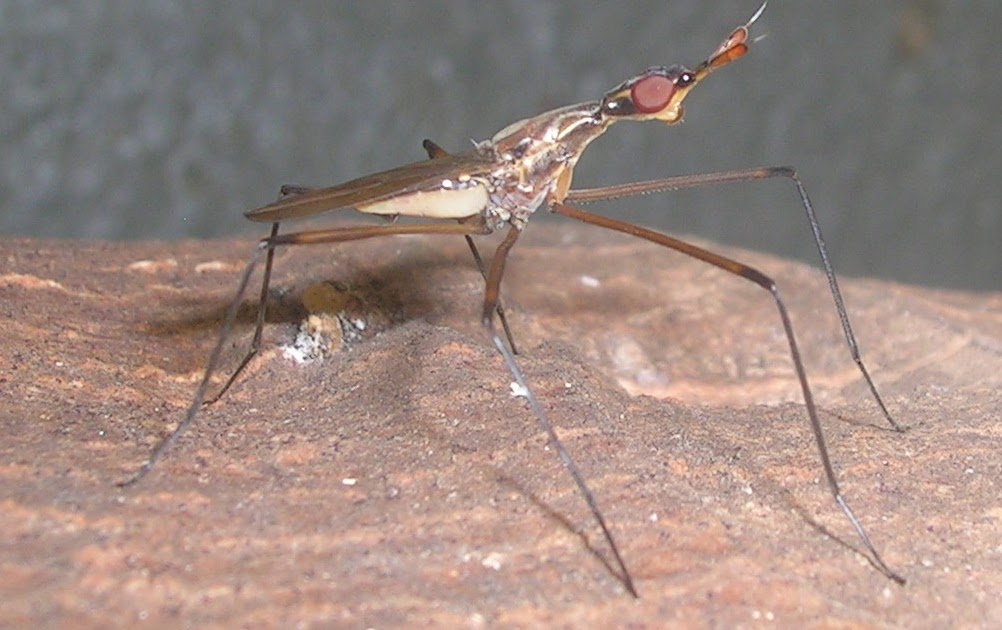 Catching Flies Flies for a rainy day