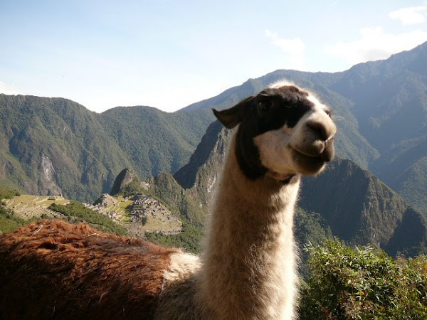 Lama Picchu