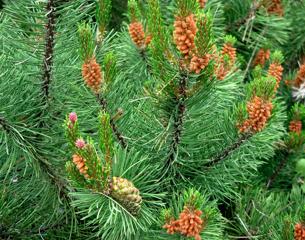 Хвойные интернетом. Сосна Муррея. Pinus contorta. Сосна скрученная Муррея. Сосна скрученная Муррея (Pinus contorta SSP. Murrayana).