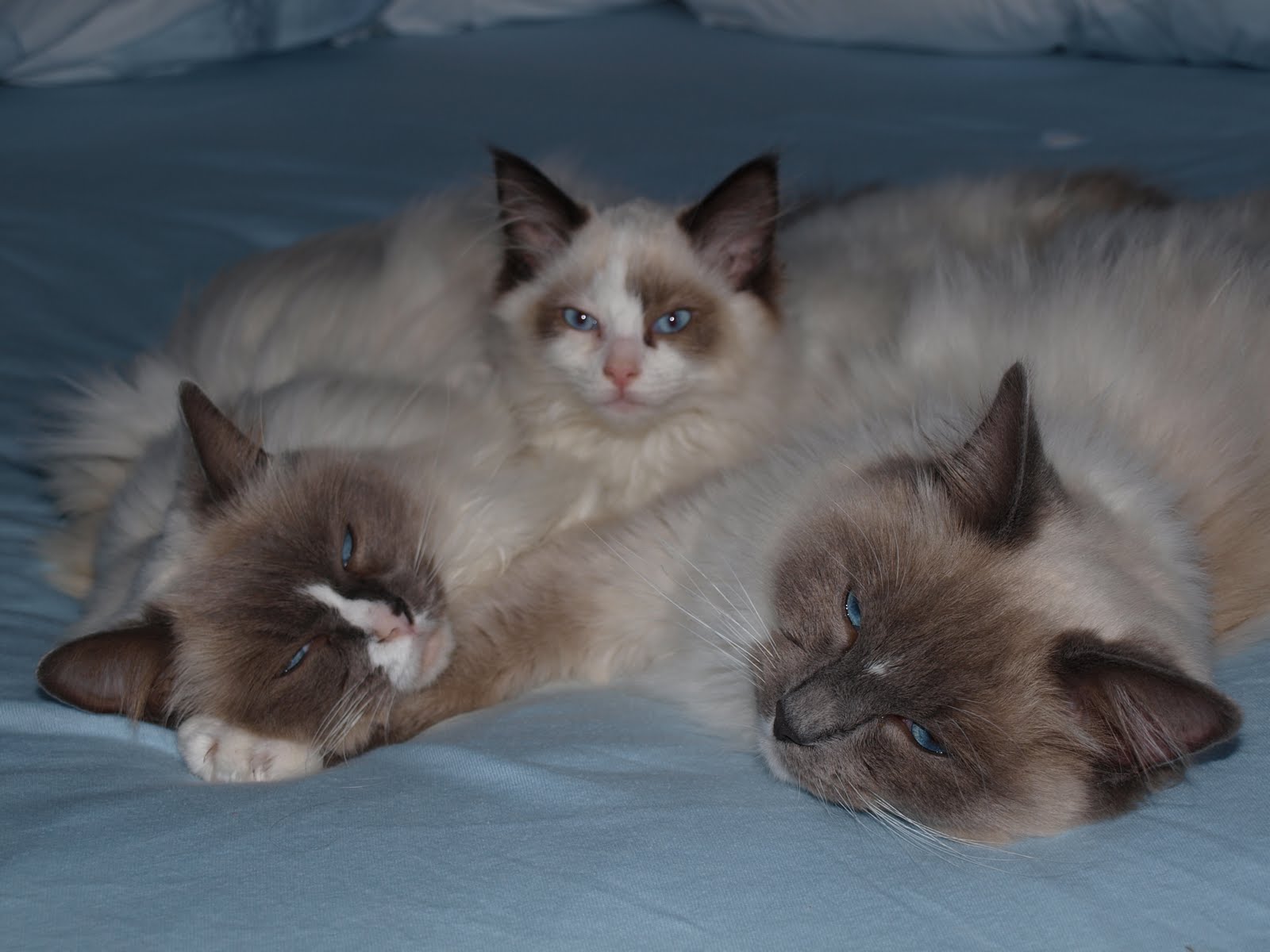 Котенок Рэгдолл 2 месяца