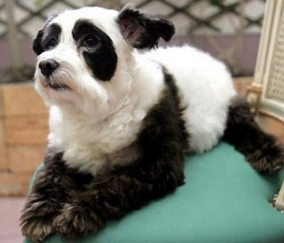 love jenny xoxo: Panda Dog and Panda Puppies