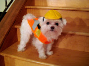 Charlie and Sawyer's Halloween Costumes. Warning! These are pretty adorable! (cute dog construction worker halloween)
