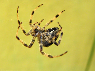 MINI NATURALEZA: ARAÑA