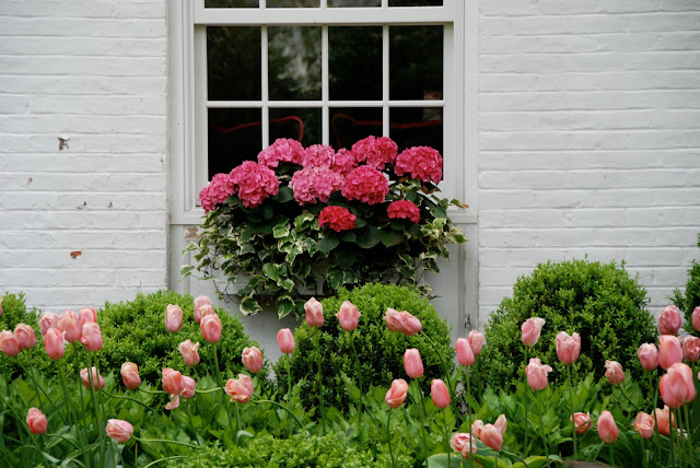 tulips hydrangeas beautiful window boxes spring blooms pink 