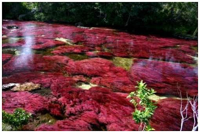 Cano-Cristales-9.jpg