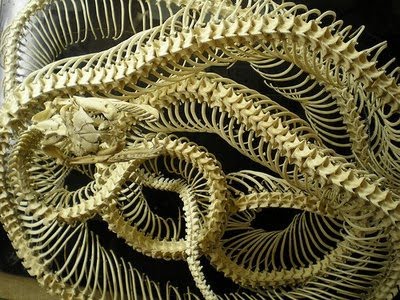 Playbodog: Esqueletos de Serpientes