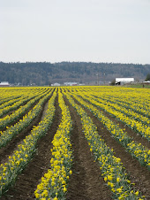 Daffodil Fields