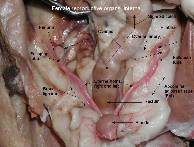 Pictures Of Female Sex Organs 91