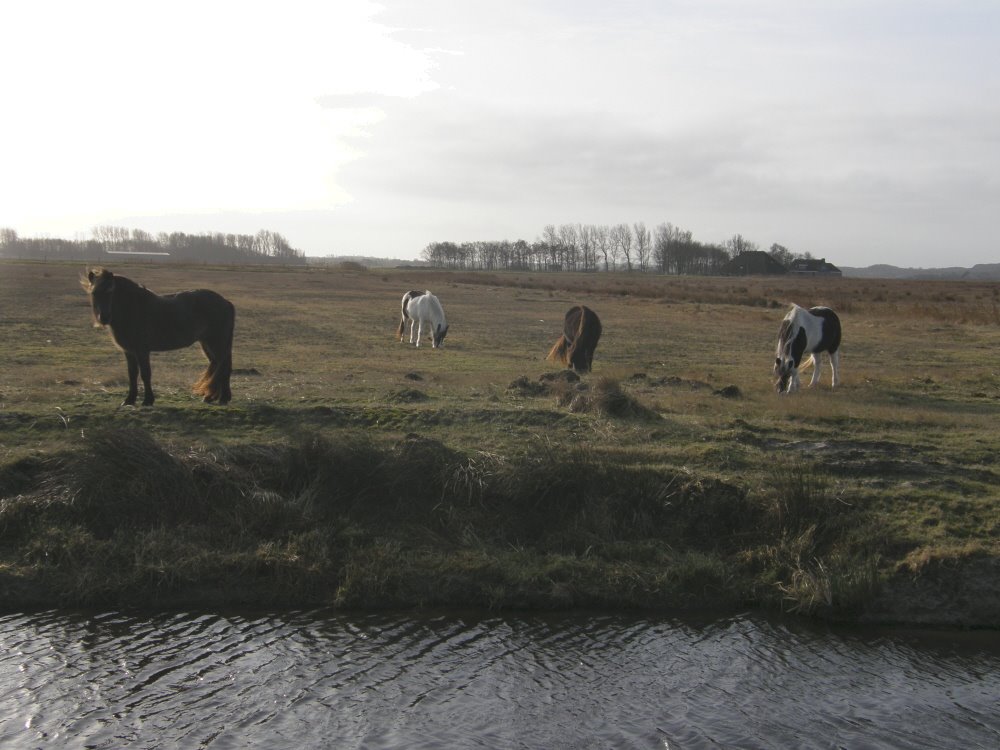 [24-1-2009+paarden.jpg]