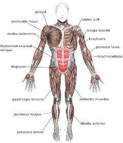 Win Min Human Body Muscles Muscles In Human Body Muscles Of Body Diagram Human Body Muscles Diagram And Details Human Body Muscles Details And Parts Names