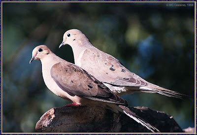 Pair and funny birds image