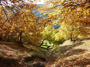 Los bosques, una fuente de recursos inagotable