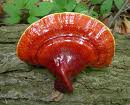 The Ganoderma (Reishi) Mushroom
