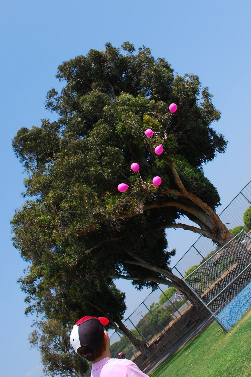 [balloons+tree.jpg]