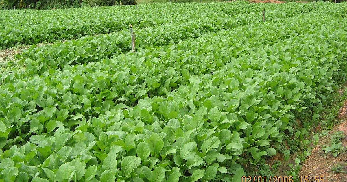 Inspirasi Populer Kebun Sayur