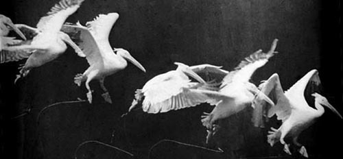Etienne Jules MAREY- Décomposition du mouvement du vol d'un oiseau en une seule photographie.