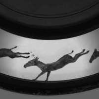 Exemple d'un disque Zoopraxiscope de Muybridge