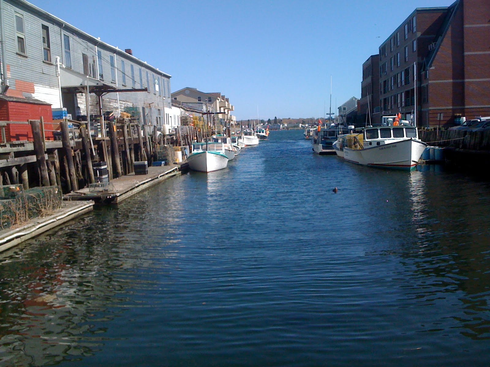 A Postcard From Maine Harbor Seal