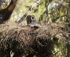 Great Grey Owl