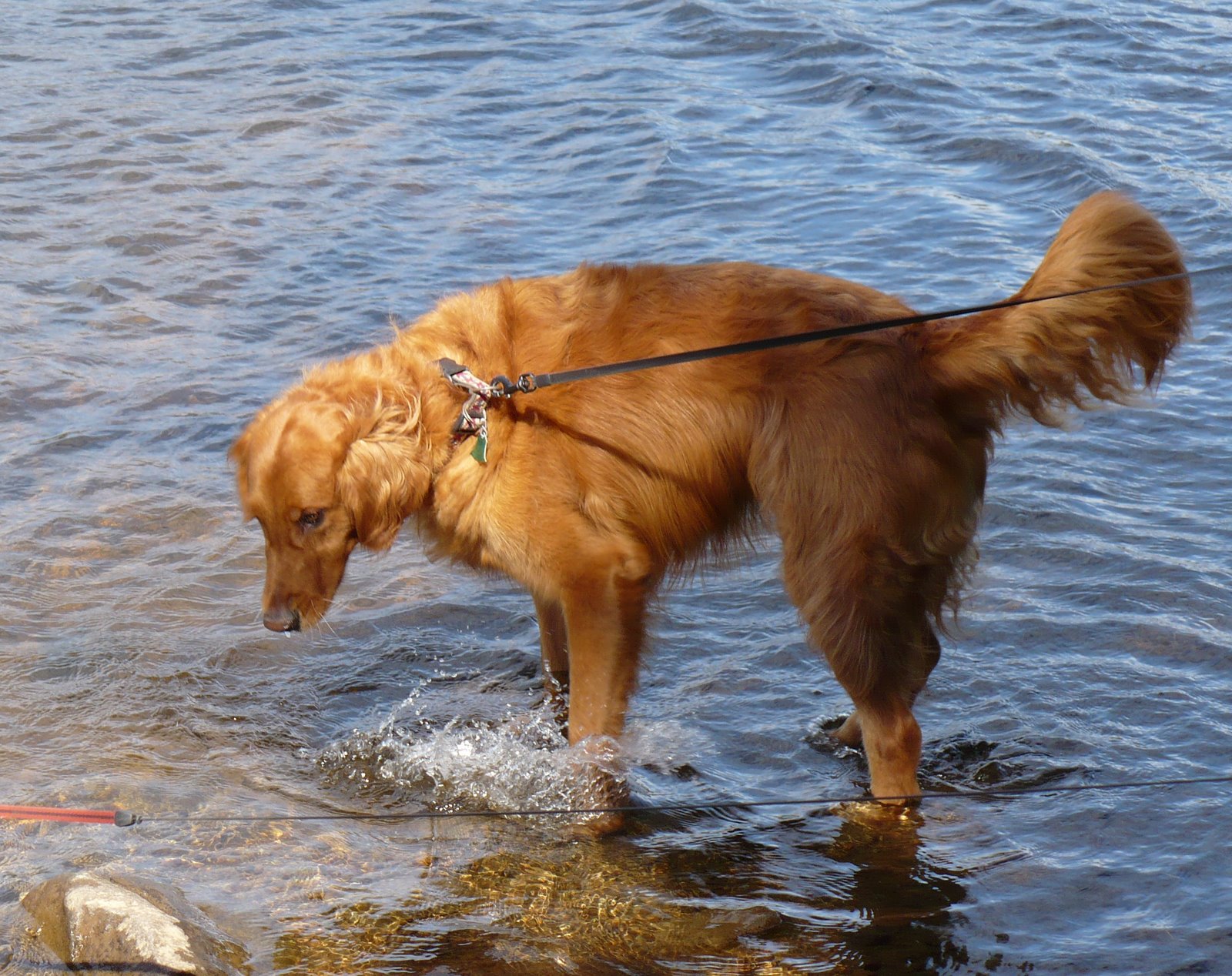 [Boonie+in+the+lake.jpg]