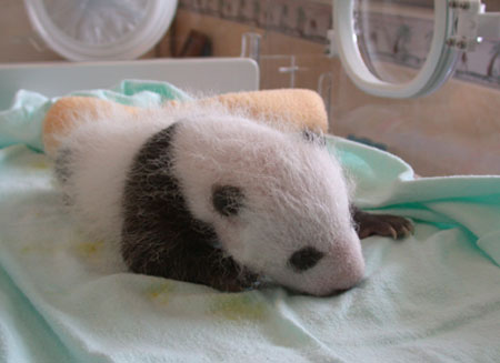 [baby_panda_010.jpg]