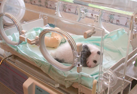 [baby_panda_011.jpg]
