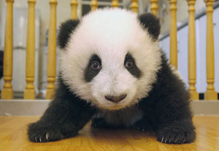 [baby_panda_018.jpg]