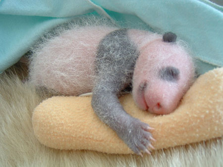 [baby_panda_008.jpg]