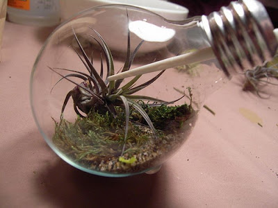 Tiny terrarium in light bulb 17